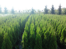träd barrträd lövfällande buskar klättring plantskola av växter och träd i Polen