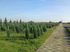 träd barrträd lövfällande buskar klättring plantskola av växter och träd i Polen